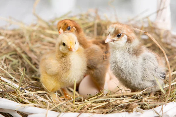 Uma miúda aninhada. fazenda chicken.baby — Fotografia de Stock