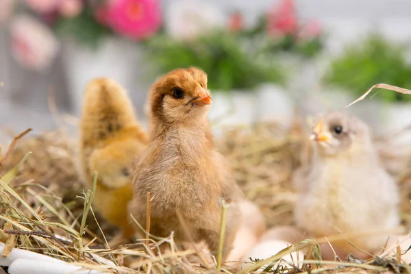 Uma miúda aninhada. fazenda chicken.baby — Fotografia de Stock