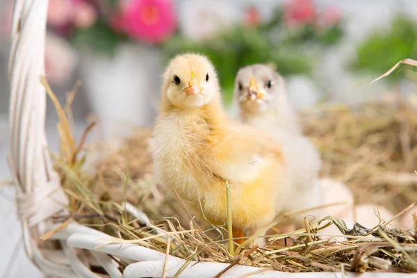 Πουλάκι Γκόμενα Αγρόκτημα Chicken Baby — Φωτογραφία Αρχείου