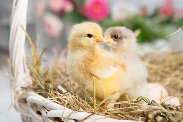 Nestling chick. granja chicken.baby — Foto de Stock