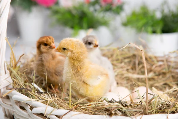 Uma miúda aninhada. fazenda chicken.baby — Fotografia de Stock