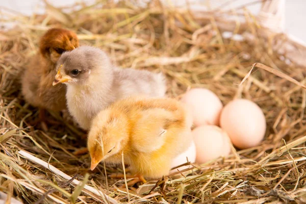 Nestling-Küken. Bauernhofhühner.baby — Stockfoto