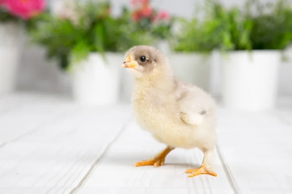Verscholen kuiken. boerderij chicken.baby — Stockfoto