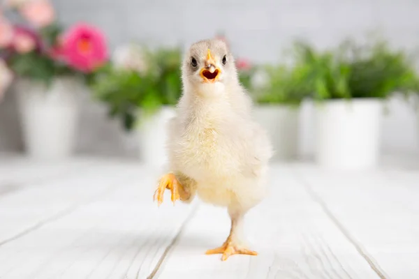 Yavru kız. çiftlik chicken.baby — Stok fotoğraf