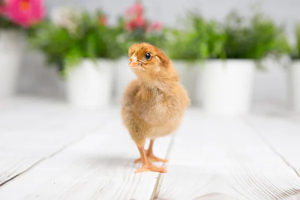寄り添うひよこ。ファーム chicken.baby — ストック写真