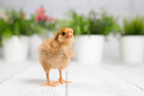 鸡雏鸟。农场 chicken.baby — 图库照片