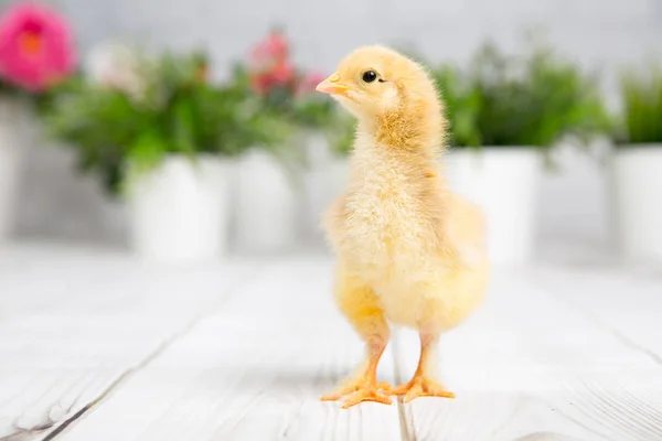 Yavru kız. çiftlik chicken.baby — Stok fotoğraf