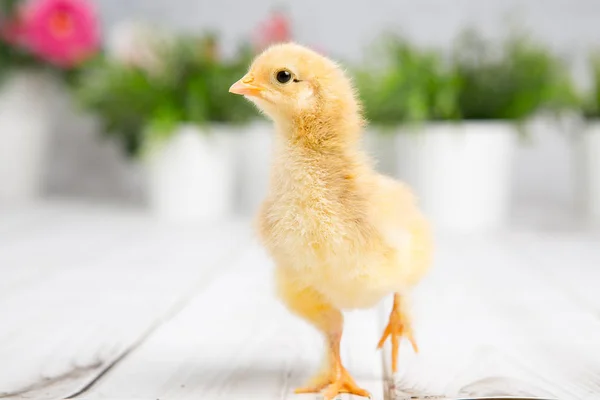 Uma miúda aninhada. fazenda chicken.baby — Fotografia de Stock