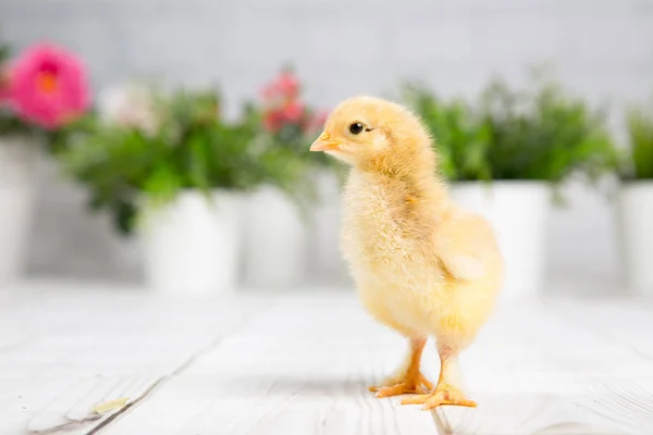 鸡雏鸟。农场 chicken.baby — 图库照片