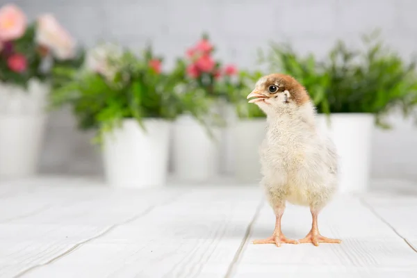 Yavru kız. çiftlik chicken.baby — Stok fotoğraf