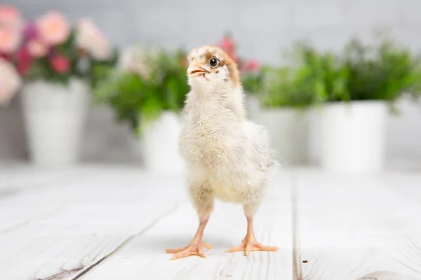 Yavru kız. çiftlik chicken.baby — Stok fotoğraf