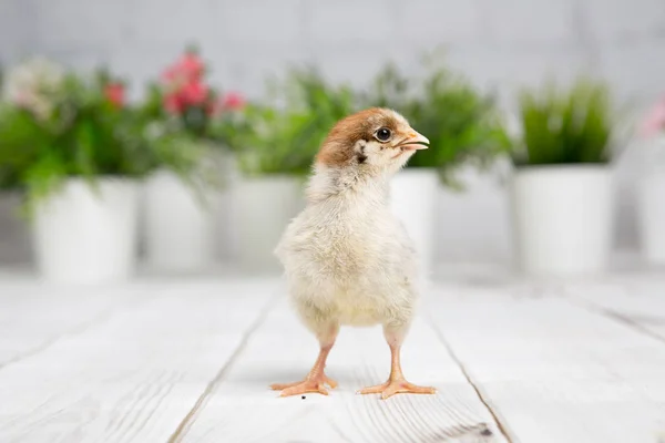 Verscholen kuiken. boerderij chicken.baby — Stockfoto