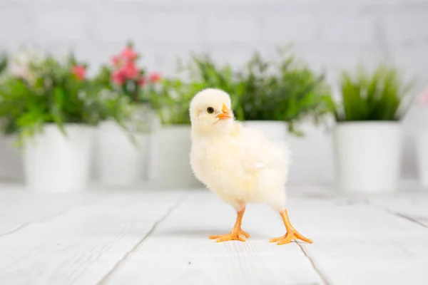 nestling chick. farm chicken.baby