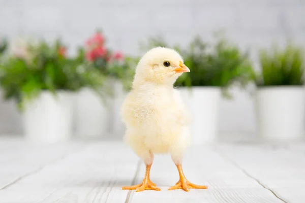 Yavru Kız Çiftlik Chicken Baby — Stok fotoğraf