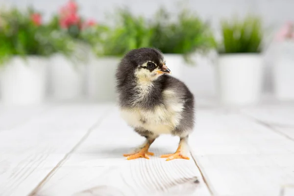 Ungen chick. gården chicken.baby — Stockfoto