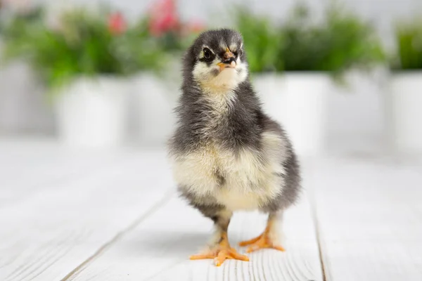 Verscholen kuiken. boerderij chicken.baby — Stockfoto