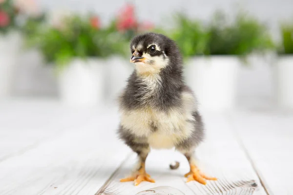 Verscholen Kuiken Boerderij Chicken Baby — Stockfoto