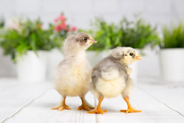 nestling chick. farm chicken.baby