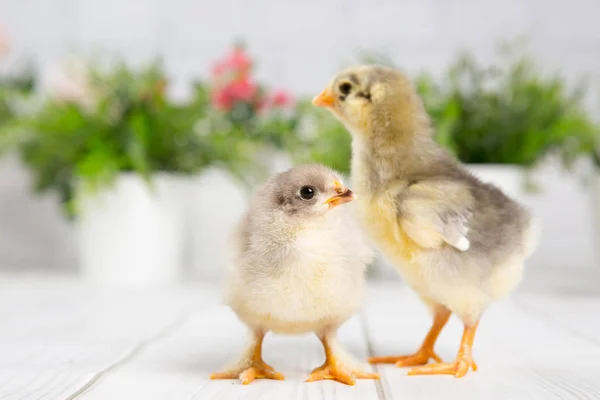 Yavru Kız Çiftlik Chicken Baby — Stok fotoğraf