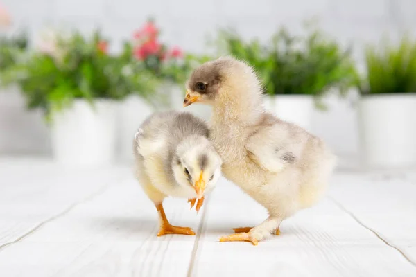 nestling chick. farm chicken.baby