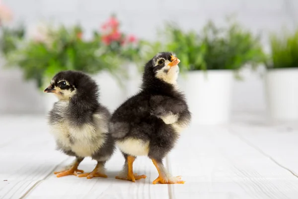 Nestling chick. granja chicken.baby — Foto de Stock