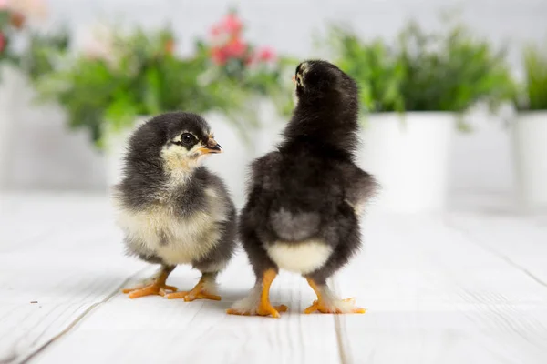 nestling chick. farm chicken.baby