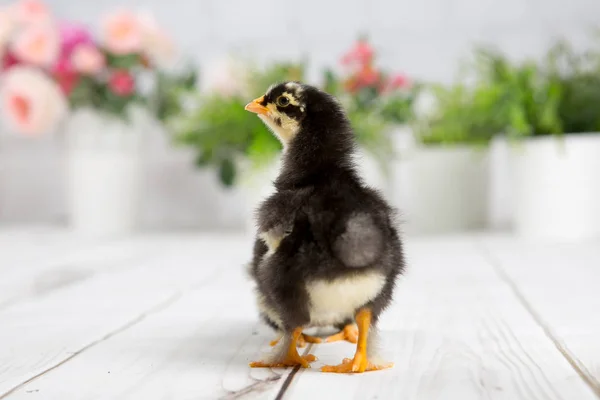 Ungen chick. gården chicken.baby — Stockfoto