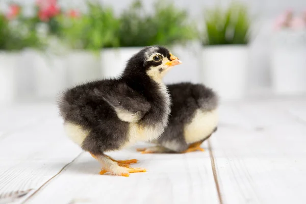 鸡雏鸟。农场 chicken.baby — 图库照片