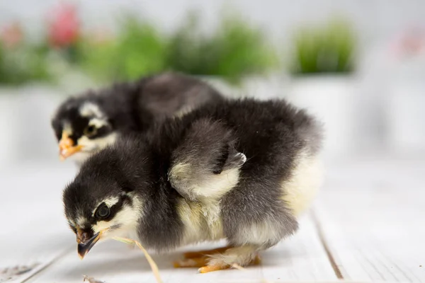 Uma miúda aninhada. fazenda chicken.baby — Fotografia de Stock