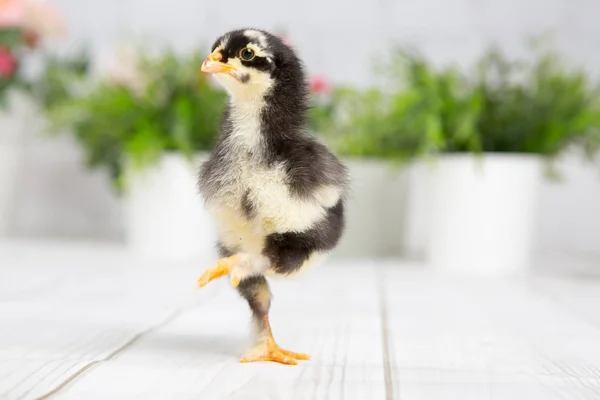 Yavru kız. çiftlik chicken.baby — Stok fotoğraf