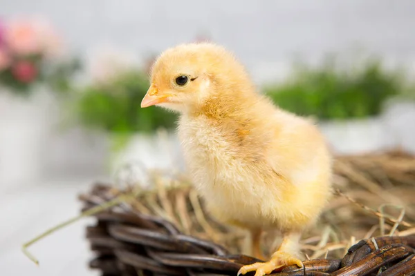 Uma miúda aninhada. fazenda chicken.baby — Fotografia de Stock