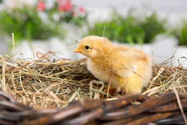 yavru kız. çiftlik chicken.baby
