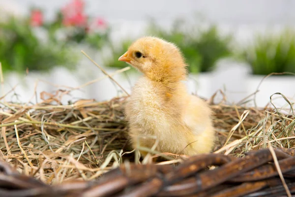 Uma miúda aninhada. fazenda chicken.baby — Fotografia de Stock