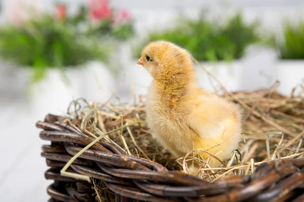 nestling chick. farm chicken.baby