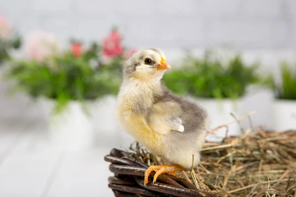 nestling chick. farm chicken.baby