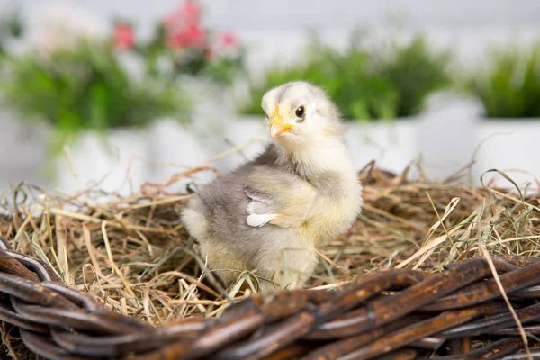 Uma miúda aninhada. fazenda chicken.baby — Fotografia de Stock