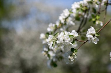 Çiçekli elma ağaçları