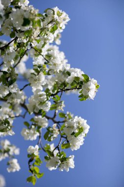 Çiçekli elma ağaçları