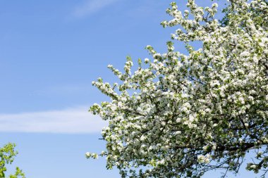 Çiçekli elma ağaçları