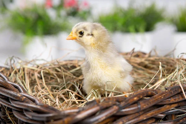 Nestling chick. granja chicken.baby — Foto de Stock