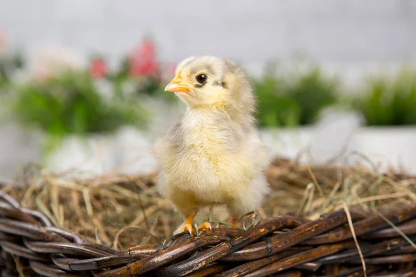 Uma miúda aninhada. fazenda chicken.baby — Fotografia de Stock