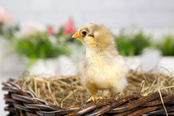 Uma miúda aninhada. fazenda chicken.baby — Fotografia de Stock