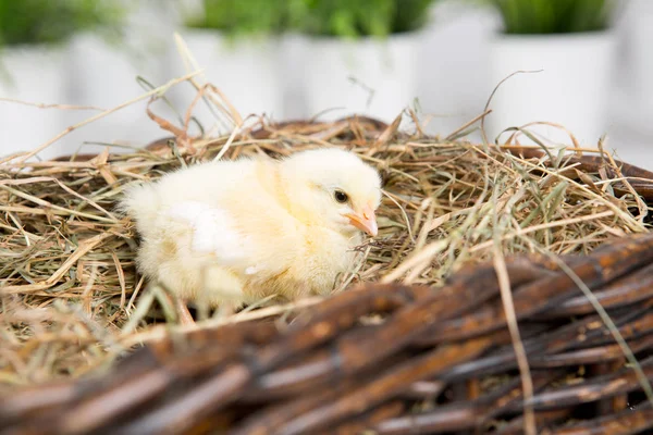 Uma miúda aninhada. fazenda chicken.baby — Fotografia de Stock