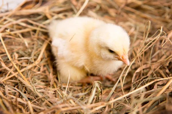 Uma miúda aninhada. fazenda chicken.baby — Fotografia de Stock