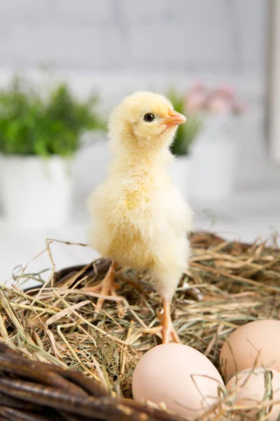 鸡雏鸟。农场 chicken.baby — 图库照片
