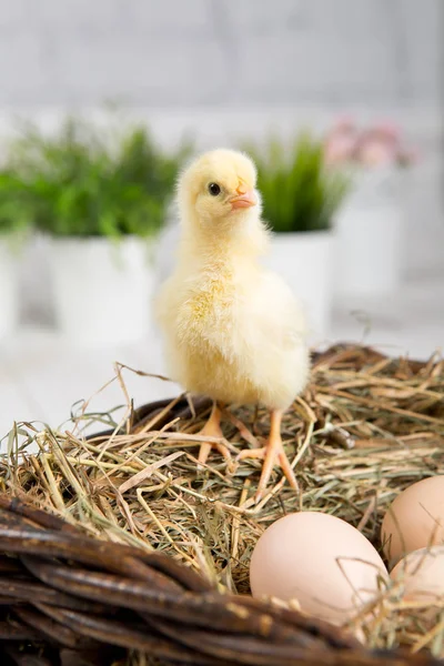 Uma miúda aninhada. fazenda chicken.baby — Fotografia de Stock