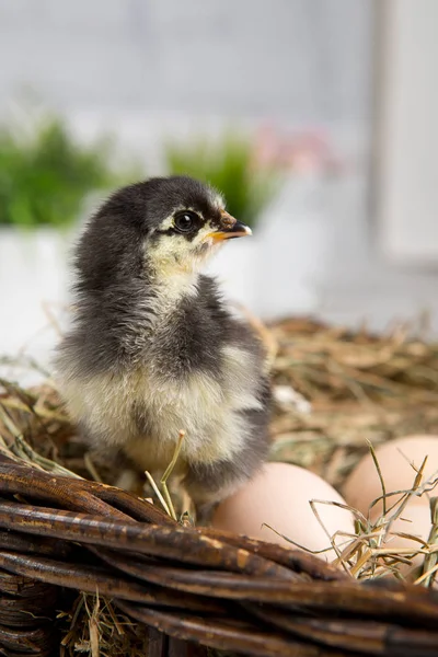 Uma miúda aninhada. fazenda chicken.baby — Fotografia de Stock