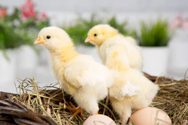 Uma Miúda Aninhada Fazenda Chicken Baby — Fotografia de Stock