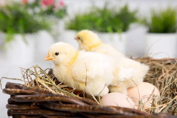 Uma miúda aninhada. fazenda chicken.baby — Fotografia de Stock