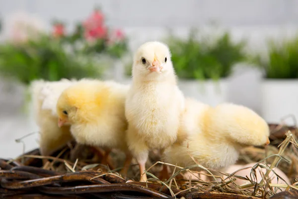 Uma miúda aninhada. fazenda chicken.baby — Fotografia de Stock